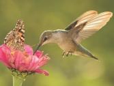 Feature Hummingbird