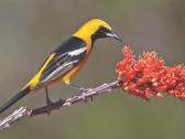 Feature Oriole